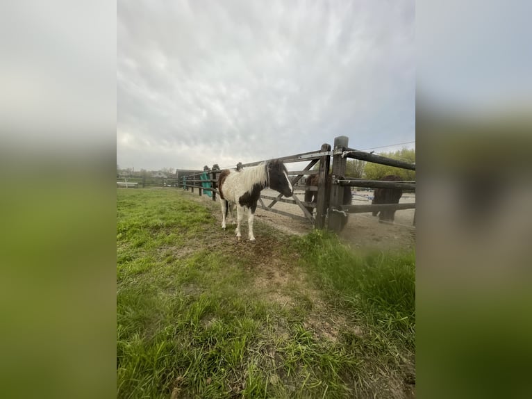 Amerikansk curlyhäst Hingst 2 år 110 cm Tobiano-skäck-alla-färger in Deinze