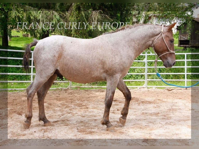 Amerikansk curlyhäst Hingst 2 år 130 cm in france