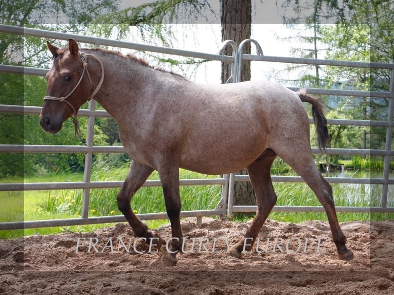 Amerikansk curlyhäst Hingst 2 år 130 cm in france