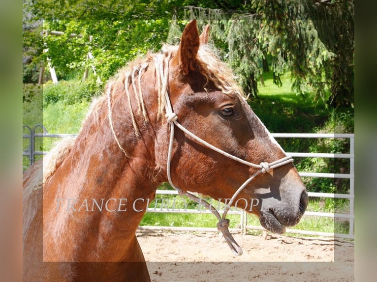 Amerikansk curlyhäst Hingst 2 år 150 cm Fux in Paris