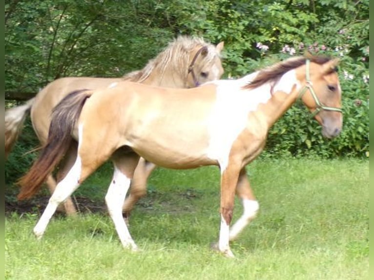 Amerikansk curlyhäst Blandning Hingst 2 år 150 cm Pinto in Arnbruck