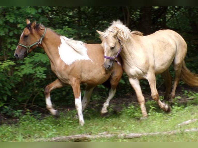 Amerikansk curlyhäst Blandning Hingst 2 år 150 cm Pinto in Arnbruck