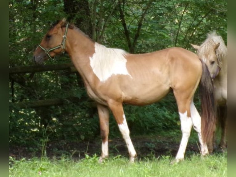 Amerikansk curlyhäst Blandning Hingst 2 år 150 cm Pinto in Arnbruck