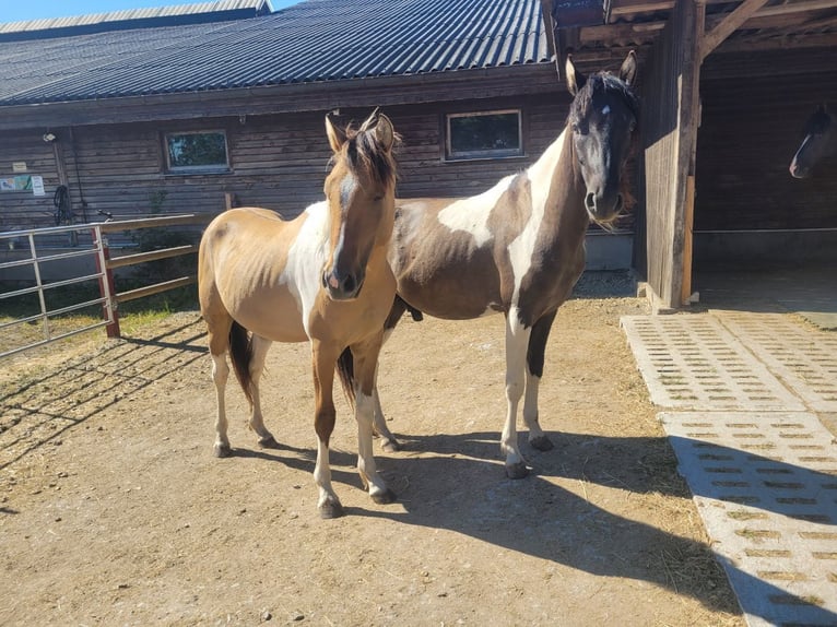 Amerikansk curlyhäst Blandning Hingst 2 år 150 cm Pinto in Arnbruck