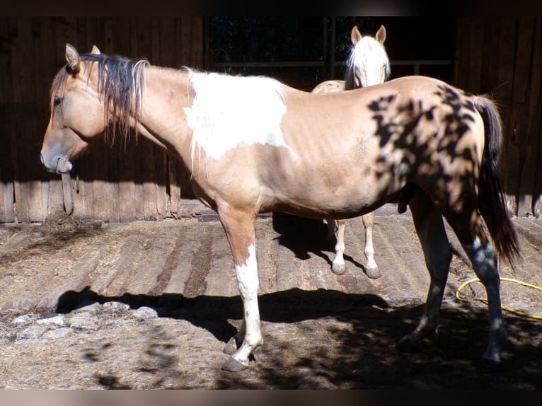 Amerikansk curlyhäst Blandning Hingst 2 år 150 cm Pinto in Arnbruck