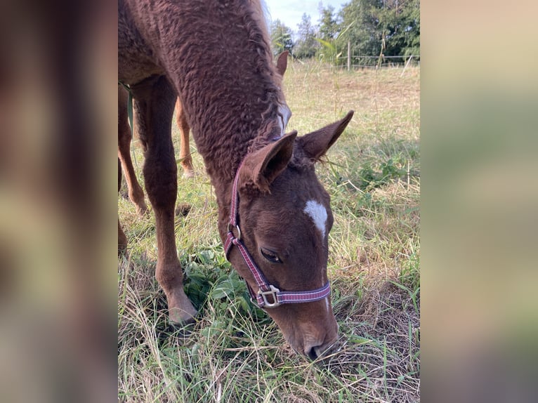 Amerikansk curlyhäst Hingst 2 år 155 cm Fux in Stenloese