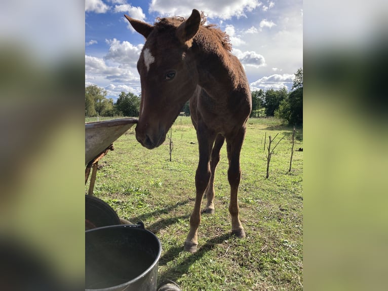 Amerikansk curlyhäst Hingst 2 år 155 cm Fux in Stenloese