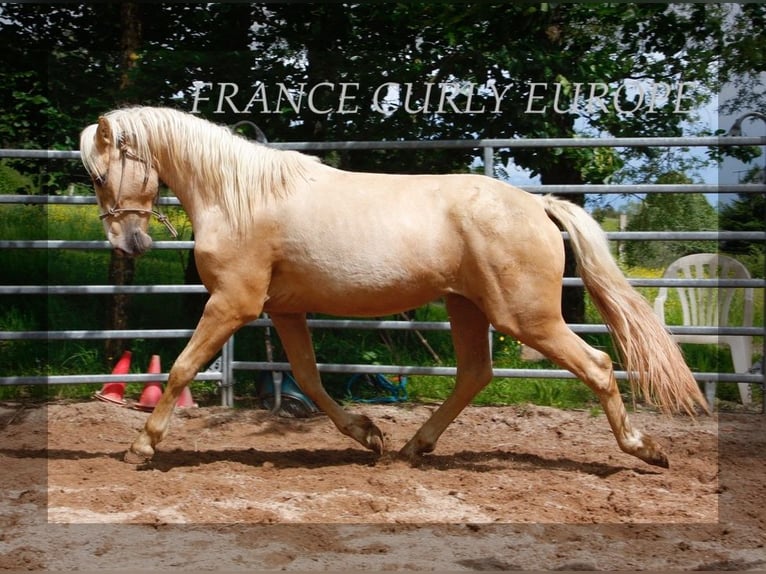 Amerikansk curlyhäst Hingst 3 år 150 cm Palomino in FRANCE