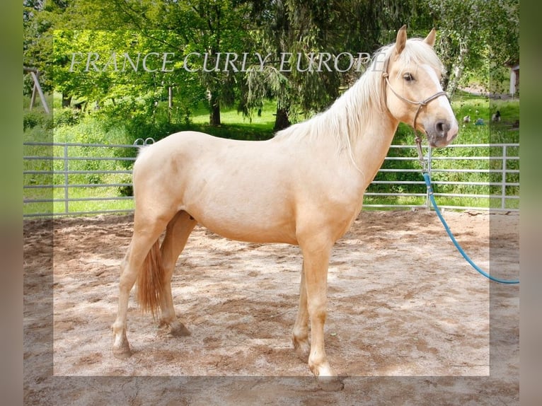 Amerikansk curlyhäst Hingst 3 år 150 cm Palomino in FRANCE