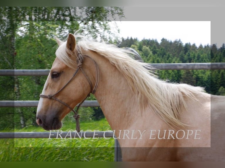 Amerikansk curlyhäst Hingst 3 år 150 cm Palomino in FRANCE