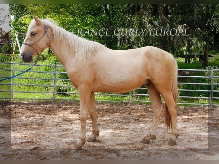 Amerikansk curlyhäst Hingst 3 år 150 cm Palomino in FRANCE