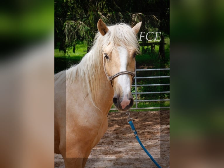 Amerikansk curlyhäst Hingst 3 år 150 cm Palomino in FRANCE