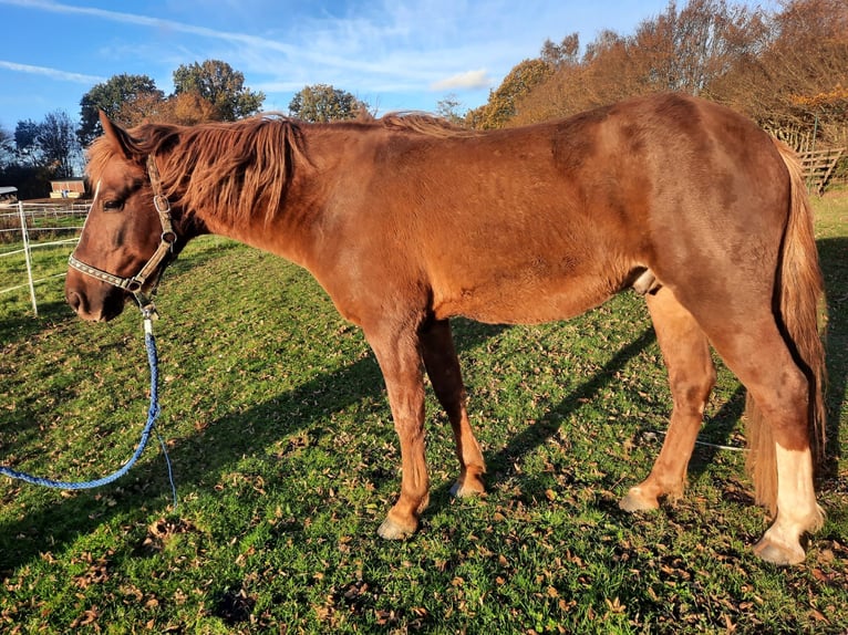 Amerikansk curlyhäst Hingst 6 år 150 cm fux in Schönwalde am Bungsberg
