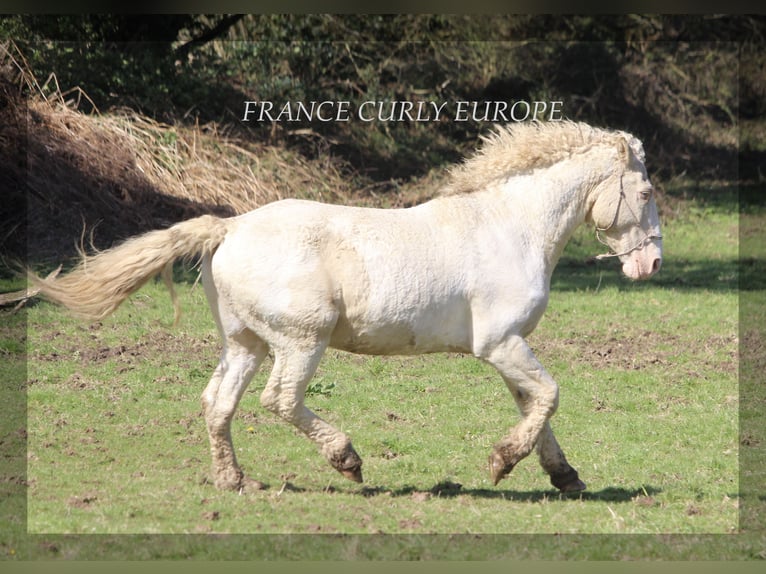Amerikansk curlyhäst Hingst 7 år 160 cm Gulbrun in france