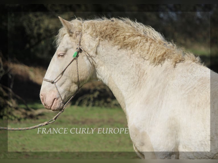 Amerikansk curlyhäst Hingst 7 år 160 cm Gulbrun in france