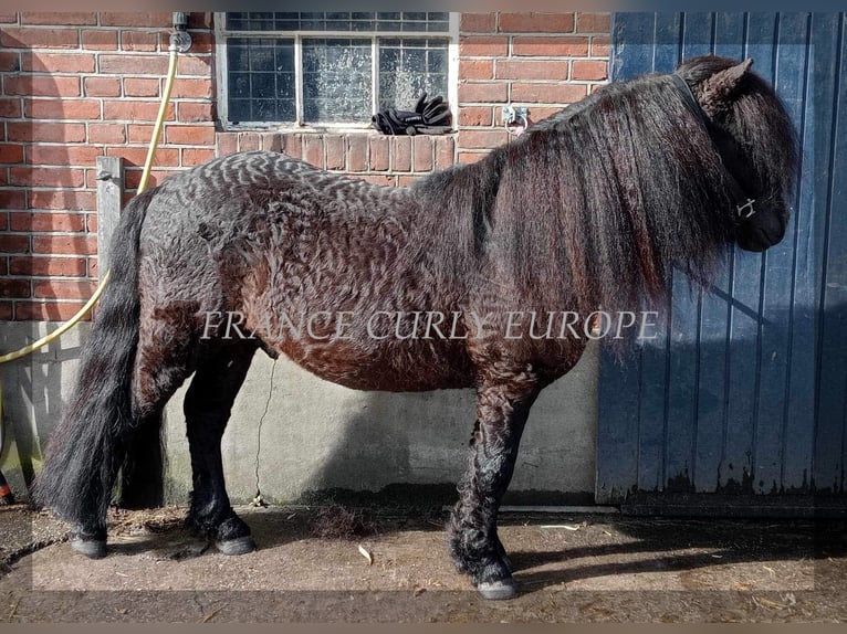 Amerikansk curlyhäst Blandning Hingst 8 år 109 cm Svart in Paris