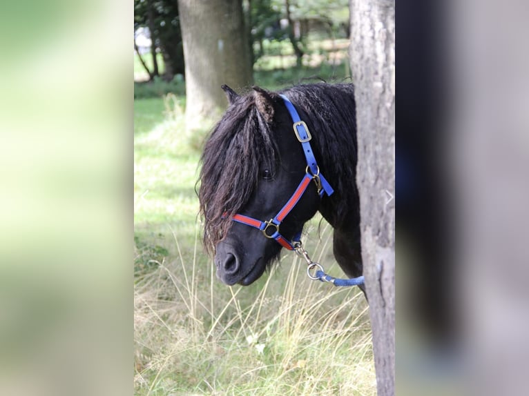 Amerikansk curlyhäst Hingst 8 år 109 cm Svart in GAAS