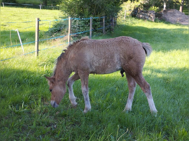 Amerikansk curlyhäst Hingst Föl (05/2024) 145 cm Black in Sedan