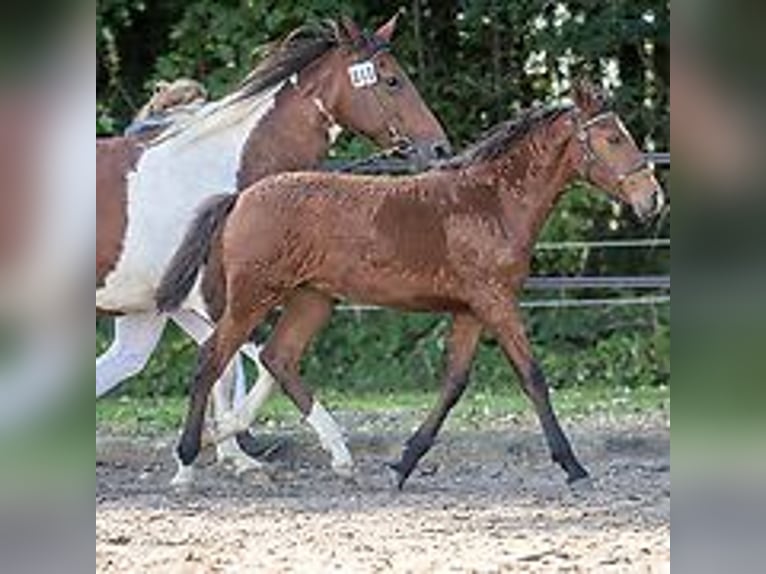 Amerikansk curlyhäst Hingst Föl (06/2024) 150 cm Konstantskimmel in Skærbæk