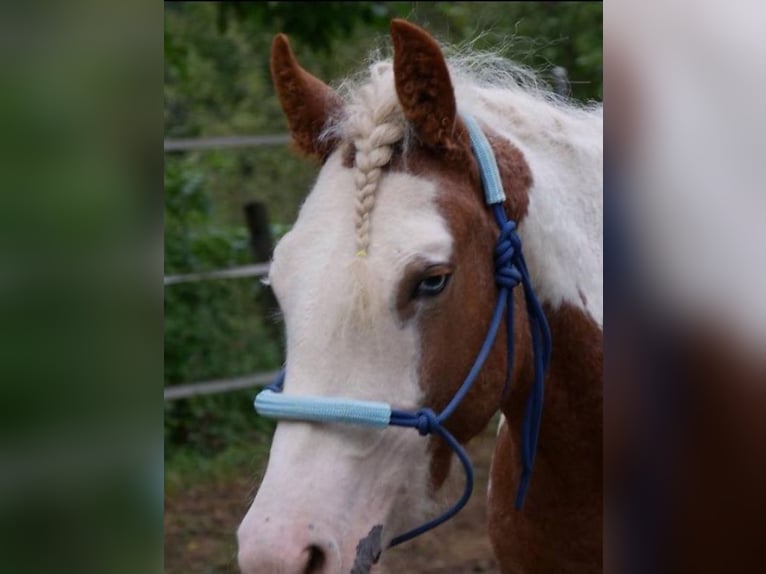 Amerikansk curlyhäst Sto 10 år 145 cm in Kärnten