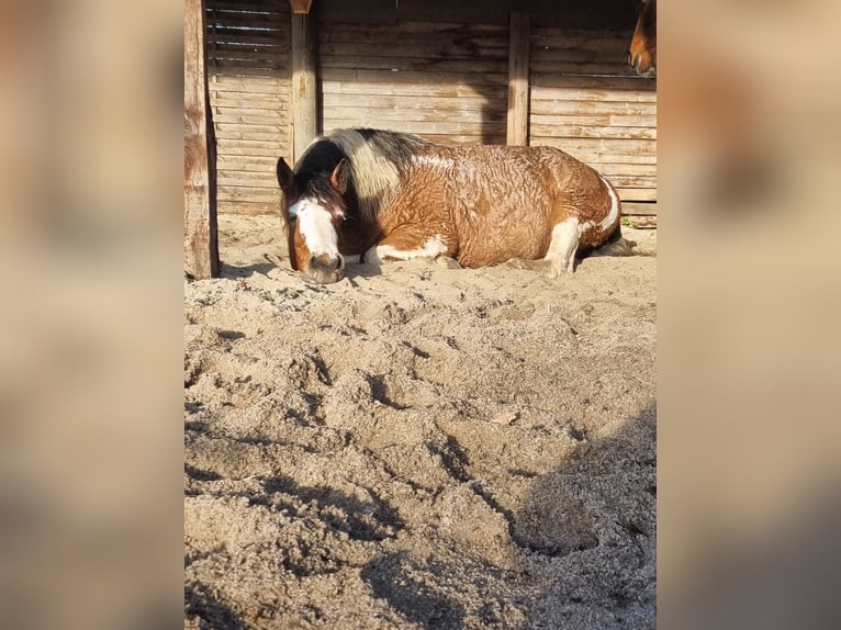 Amerikansk curlyhäst Sto 14 år 155 cm Tobiano-skäck-alla-färger in Dorsten