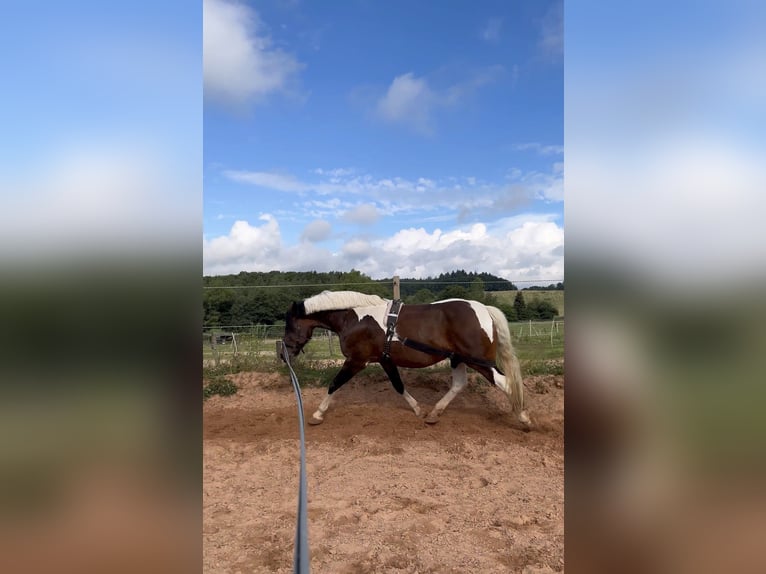 Amerikansk curlyhäst Sto 17 år 162 cm Pinto in Schmelz