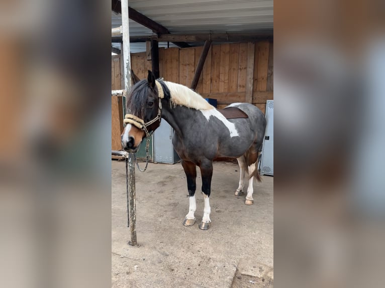 Amerikansk curlyhäst Sto 17 år 162 cm Pinto in Schmelz