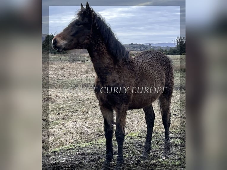 Amerikansk curlyhäst Sto 1 år 160 cm in Oughterard, Co. Galway.