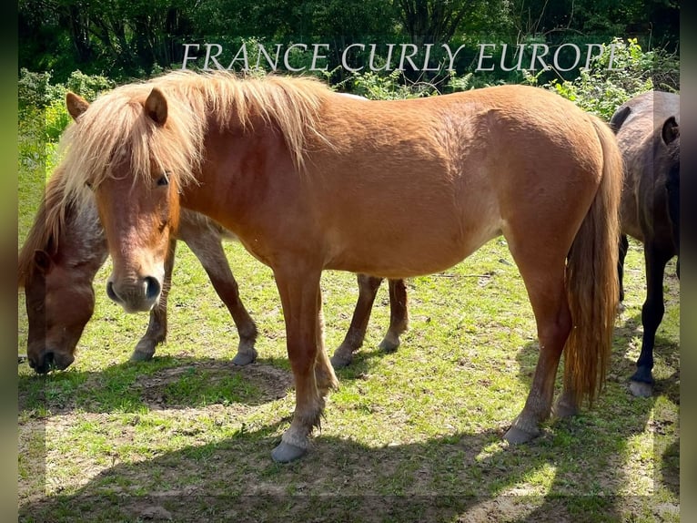 Amerikansk curlyhäst Sto 2 år 120 cm Brunskimmel in FRANCE