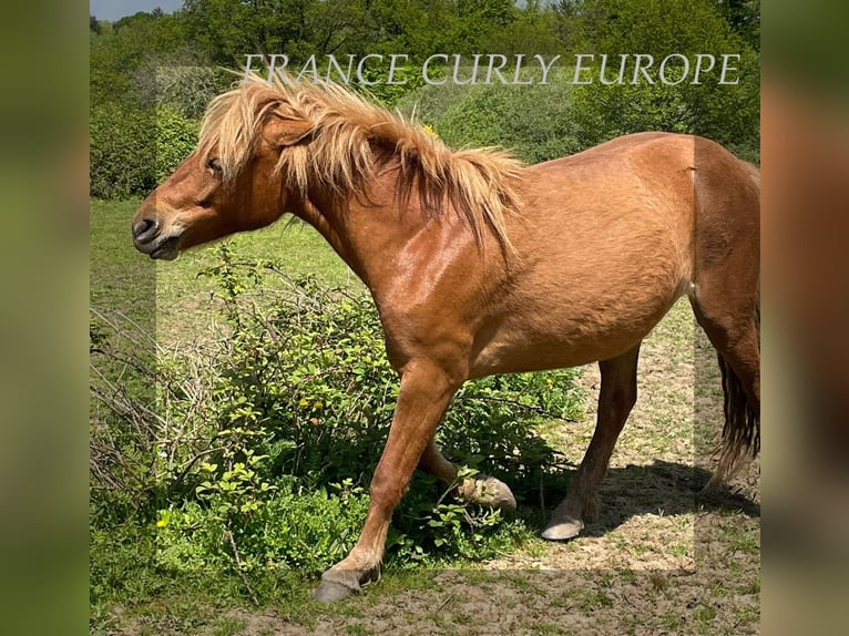 Amerikansk curlyhäst Sto 2 år 120 cm Brunskimmel in FRANCE