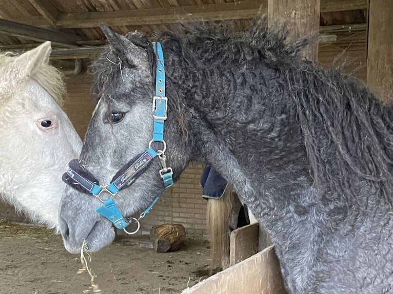 Amerikansk curlyhäst Sto 2 år 150 cm Grå-mörk-brun in Bennekom