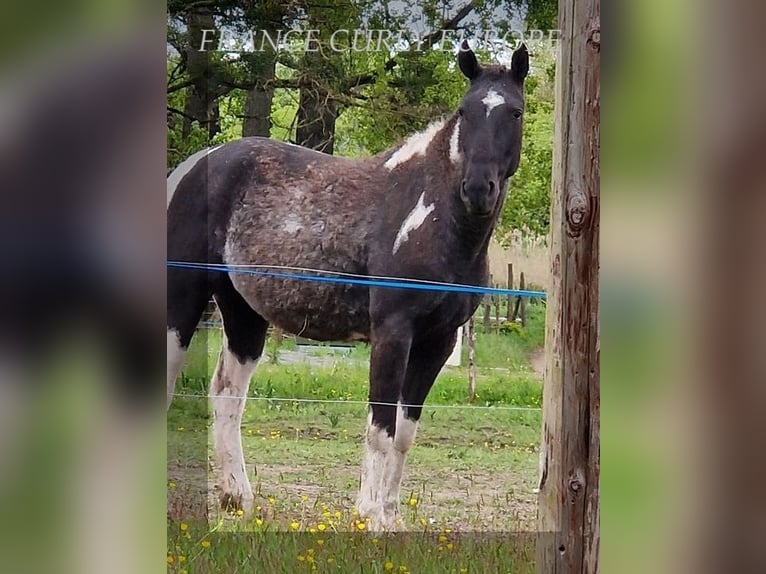 Amerikansk curlyhäst Sto 3 år 149 cm Svart in FRANCE