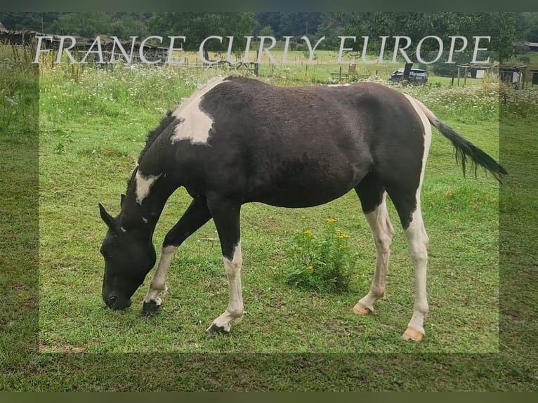 Amerikansk curlyhäst Sto 3 år 149 cm Svart in FRANCE