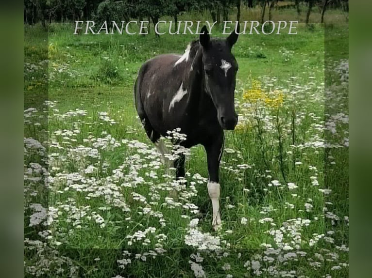 Amerikansk curlyhäst Sto 3 år 149 cm Svart in FRANCE