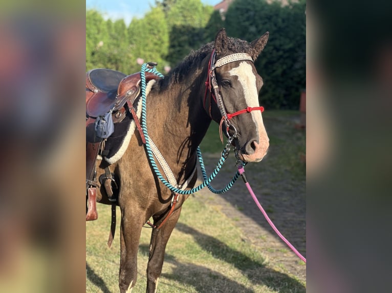 Amerikansk curlyhäst Sto 3 år 160 cm Rökfärgad svart in Pribram