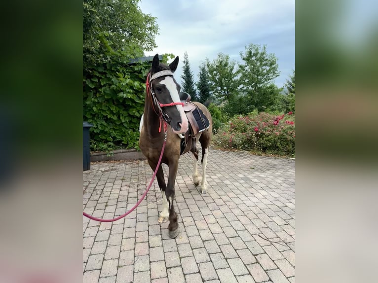 Amerikansk curlyhäst Sto 3 år 160 cm Rökfärgad svart in Pribram