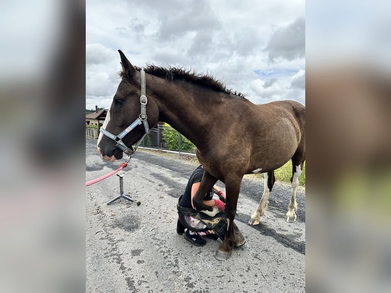 Amerikansk curlyhäst Sto 3 år 160 cm Rökfärgad svart in Pribram