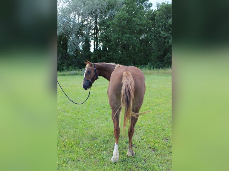 Amerikansk curlyhäst Sto 4 år 155 cm Fux in Chantemerle-lès-Grignan