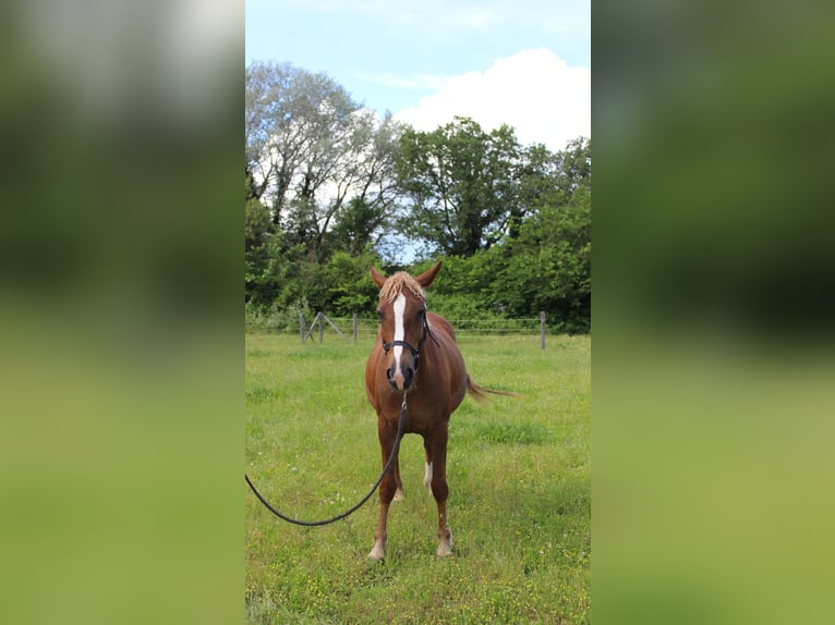 Amerikansk curlyhäst Sto 4 år 155 cm Fux in Chantemerle-lès-Grignan