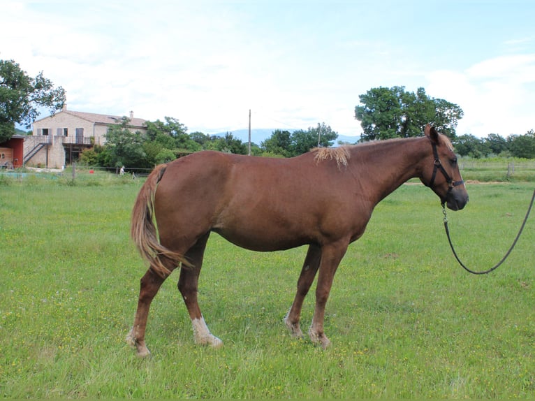 Amerikansk curlyhäst Sto 4 år 155 cm Fux in Chantemerle-lès-Grignan