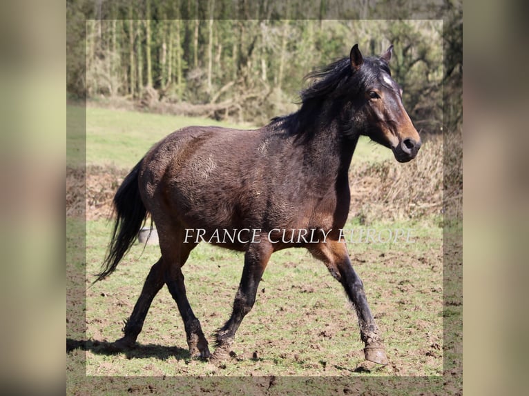 Amerikansk curlyhäst Sto 5 år 146 cm Mörkbrun in france