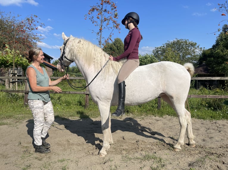 Amerikansk curlyhäst Sto 5 år 158 cm Sabino in Bennekom