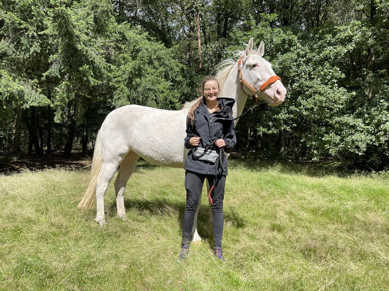 Amerikansk curlyhäst Sto 5 år 158 cm Sabino in Bennekom