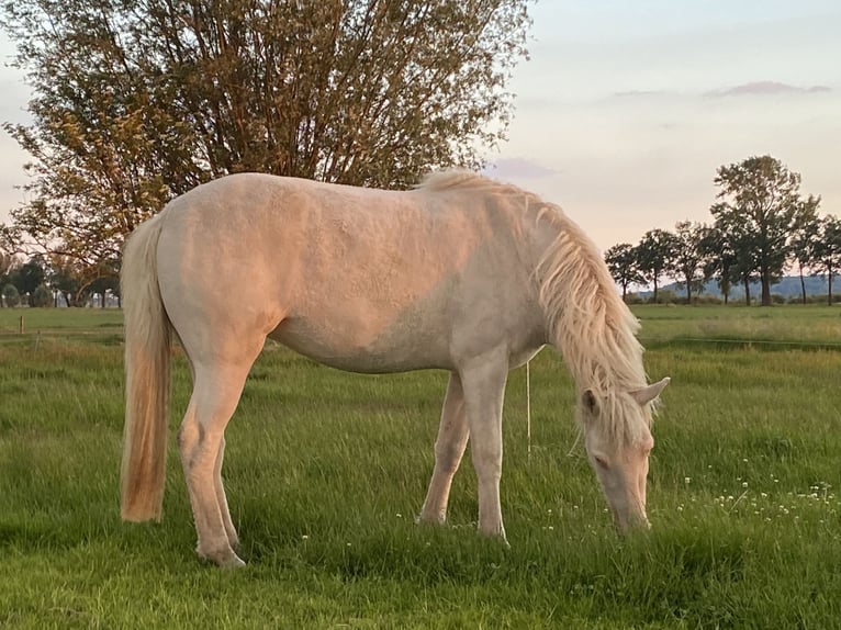 Amerikansk curlyhäst Sto 5 år 158 cm Sabino in Bennekom