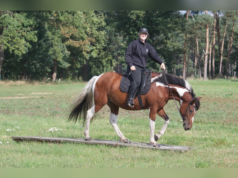 Amerikansk curlyhäst Sto 6 år 149 cm Pinto in Ribbesbüttel