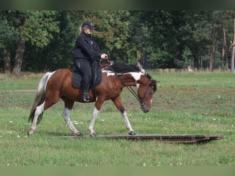 Amerikansk curlyhäst Sto 6 år 149 cm Pinto in Ribbesbüttel