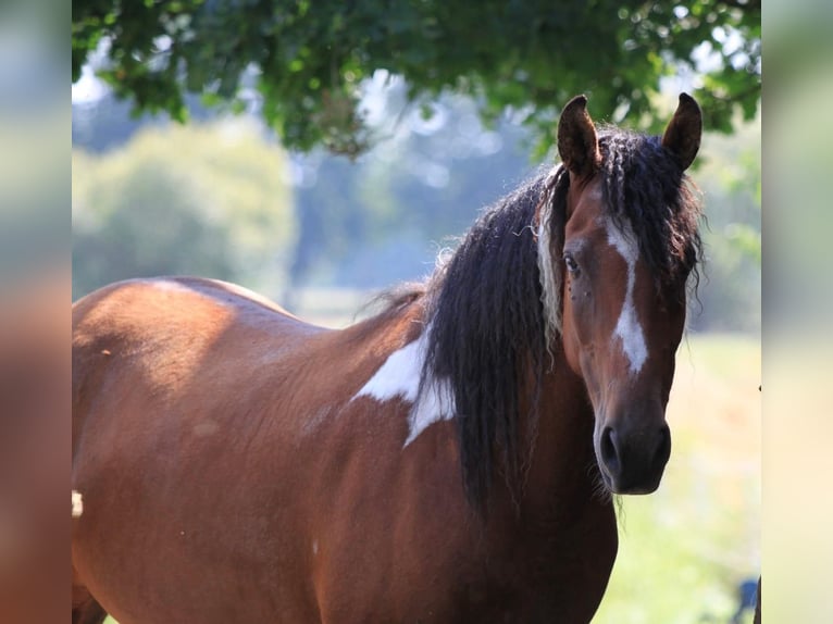 Amerikansk curlyhäst Sto 6 år 149 cm Pinto in Ribbesbüttel