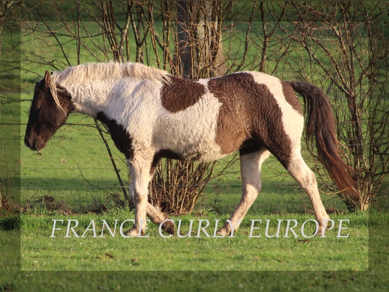 Amerikansk curlyhäst Sto 7 år 155 cm Mörkbrun in france