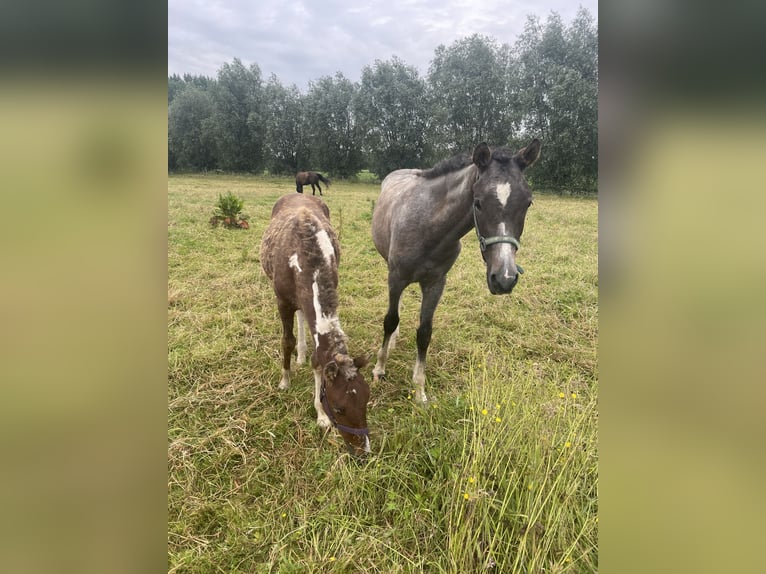 Amerikansk curlyhäst Valack 1 år 145 cm Braunfalbschimmel in Deinze