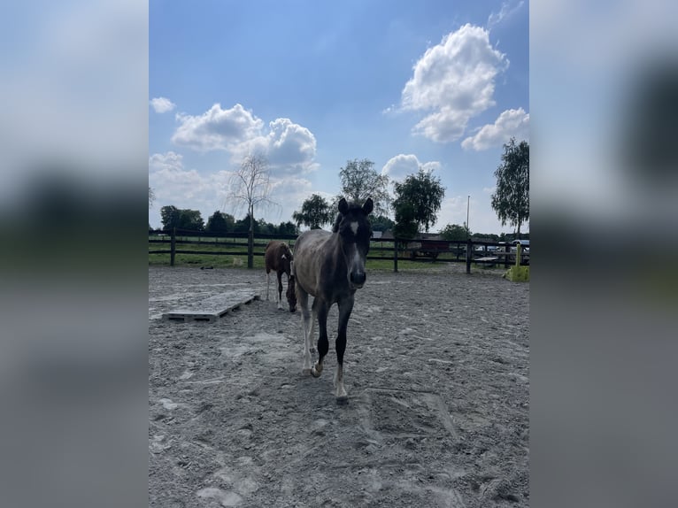 Amerikansk curlyhäst Valack 1 år 145 cm Braunfalbschimmel in Deinze